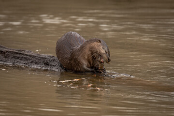 River Otter eating a fish on a log in the marsh