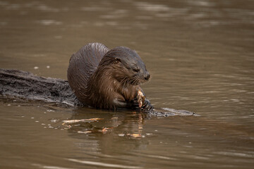 Fototapeta premium River Otter eating a fish on a log in the marsh