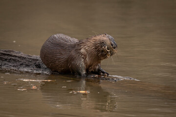 River Otter eating a fish on a log in the marsh