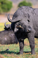 Cape buffalo with oxpecker bird 