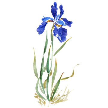 Watercolor illustration of blue iris flower.