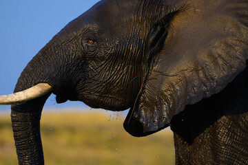 An elephant fresh out of the Chobe river