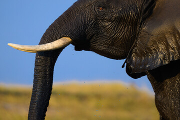 An elephant who just got of the river 