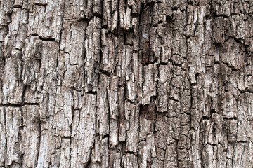 Background of quite cracked tree bark.