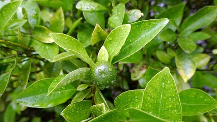 雨上がりの朝に濡れたキンカンの実