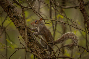 Juvenile Gray Squirrel plays in the tree branches