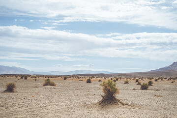 landscape with bushes