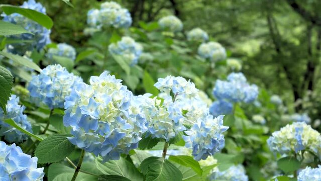 A lot of blue hydrangeas and leaves