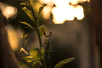 mantis sobre naranjo al atardecer