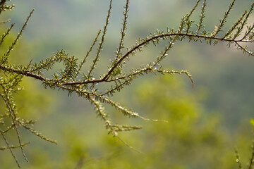 close up of a branch of a tree