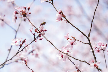 Bee on Cherry Blossoms