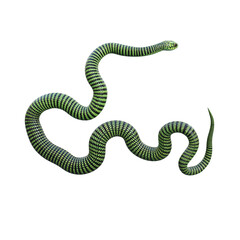 Boomslang snake 3D illustration