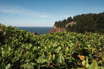 Greenery and coastline at Oswald West State Park in Oregon. 