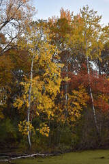 Birch Trees