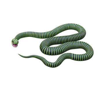 Boomslang Snake 3D Illustration