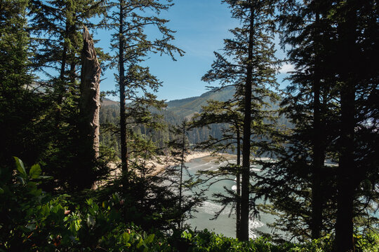 Forest and coastline at Oswald West State Park in Oregon. 
