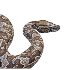 Southern African rock python 3D illustration.
