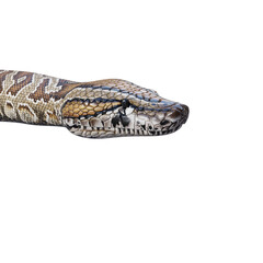Fototapeta premium Southern African rock python 3D illustration.