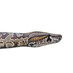 Fototapeta premium Southern African rock python 3D illustration.