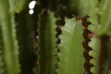 Fototapeta na wymiar Closeup view of beautiful cactus. Tropical plant