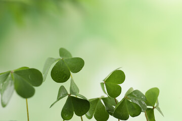 Obraz premium Clover leaves with water drops on blurred background, closeup. St. Patrick's Day symbol