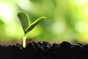 Young vegetable seedling growing in soil outdoors, space for text