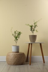 Pomegranate plants with green leaves in pots near beige wall indoors
