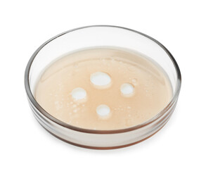 Petri dish with beige liquid isolated on white