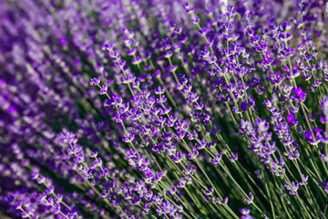 Fototapeta premium Beautiful lavender flowers growing in field, closeup