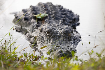 An American alligator (Alligator mississippiensis) that appears to have one damaged eye sits in the...
