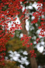 糺の森の日本楓の紅葉