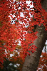 糺の森の日本楓の紅葉
