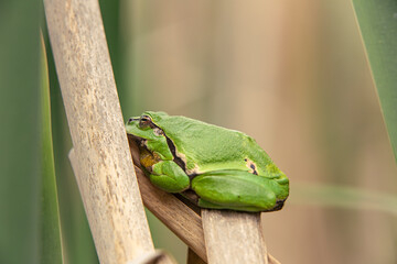 Male of European tree frog (Hyla arborea) sitting on dry cattail leaf waiting for females during...