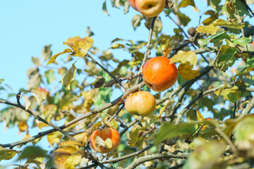 Branch with red yellow apples on apple tree in autumn against blue sky. Ripe juicy fruits of apples in harvest season. Fruits in garden, growing and caring for garden trees