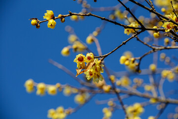 青空と蝋梅