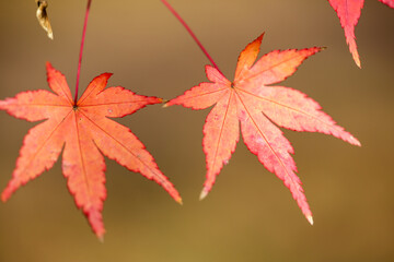 紅葉した楓の葉