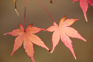 紅葉した楓の葉