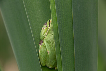 Male of European tree frog (hyla arborea) sitting on a cattail leaf waiting for females during breeding season. Wildlife unicolor macro take