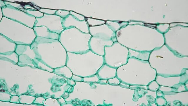 Frond of Marchantia section under magnified under microscope in 400 times on bright field. An oblong green plant consisting of green cells filmed in macro on white background. Static biology sample