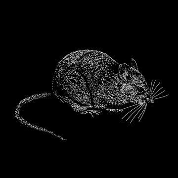 Eastern Woodrat hand drawing vector illustration isolated on black background
