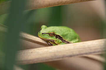 Male of European tree frog (Hyla arborea) sitting on dry cattail leaf waiting for females during breeding season. Wildlife macro take with green beige contrast