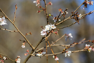 秋から咲き始める桜の木