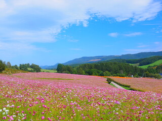 北海道の絶景 太陽の丘えんがる公園のコスモス風景