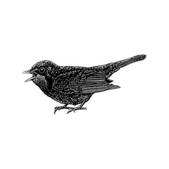 Canada Warbler hand drawing vector illustration isolated on background