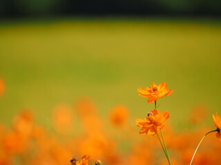 北海道の絶景 太陽の丘えんがる公園のコスモス風景