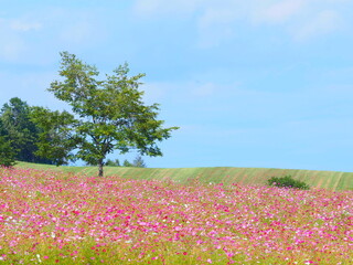 北海道の絶景 太陽の丘えんがる公園のコスモス風景
