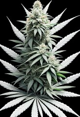 Branch of a flowering cannabis sativa plant, bright and colorful, lots of trichomes, buds ready for...