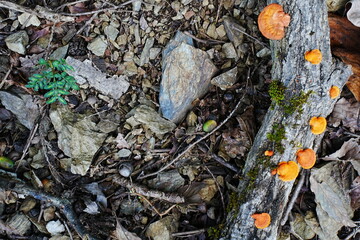 orange mushroom wood