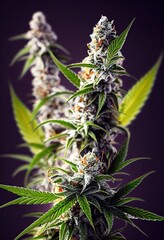 Branch of a flowering cannabis sativa plant, bright and colorful, lots of trichomes, buds ready for harvest. 