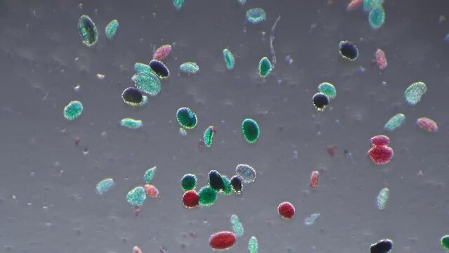 Whole mount pollen germination under 100 times microscope magnification filmed with cross light. Plants multicolored stamens in pollination circle. Sample with flora spores for educational issues